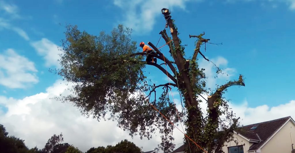 Tree lopping