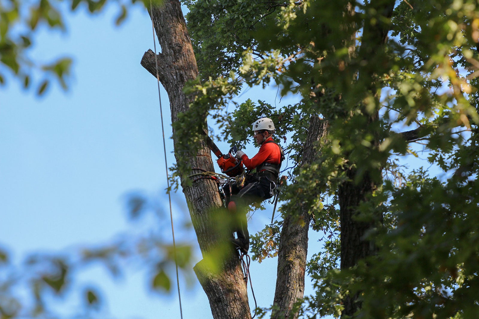 Tree lopping