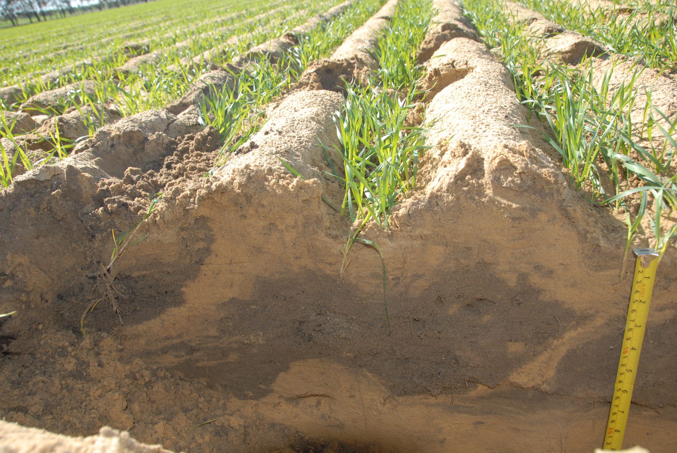 What is Soil Amelioration